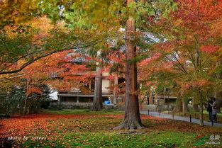 枫红层层,枫红层层映秋韵 第2张 枫红层层,枫红层层映秋韵 第2张