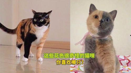 奇怪的猫咪,揭秘神秘猫咪的奇幻之旅  第2张