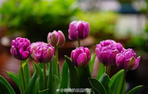 春天里的郁金香,郁金香色彩斑斓的春天颂歌 第2张 春天里的郁金香,郁金香色彩斑斓的春天颂歌 第2张