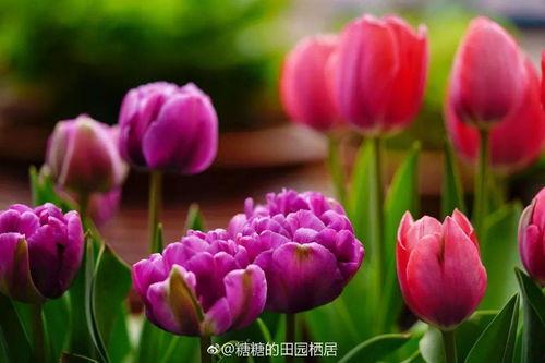 春天里的郁金香,郁金香色彩斑斓的春天颂歌 第3张 春天里的郁金香,郁金香色彩斑斓的春天颂歌 第3张