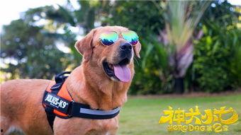 神犬小七 第二季,忠诚守护，勇闯天涯  第3张