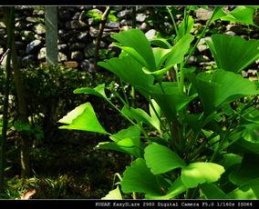 绿叶对根的情意,自然界的无私奉献与相互依存  第2张